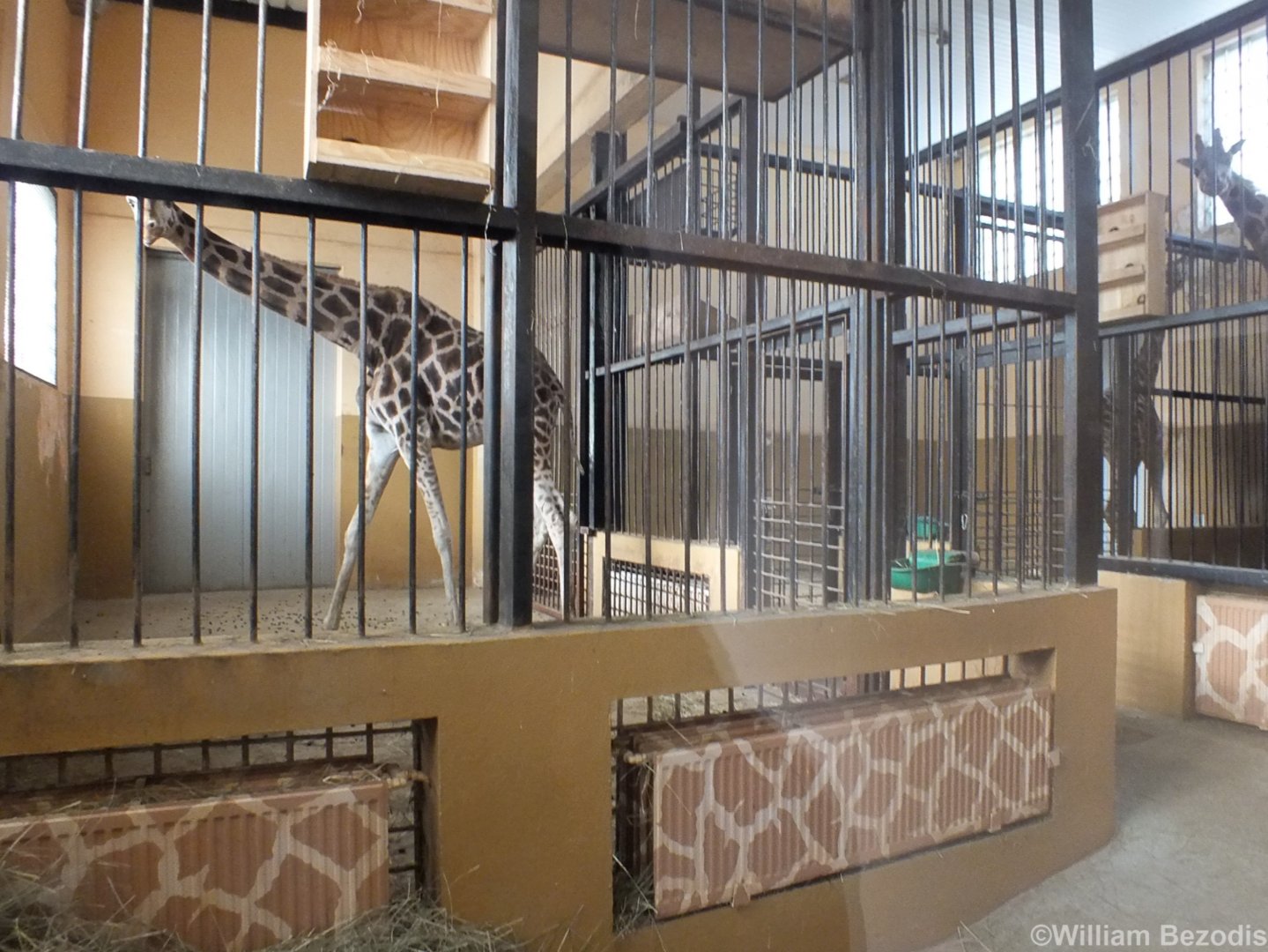 Giraffe Indoors