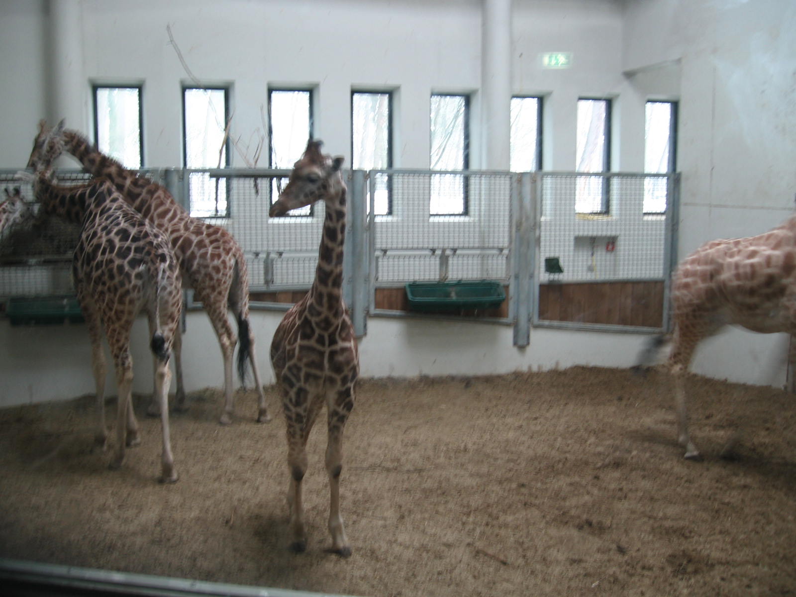 Giraffe indoors