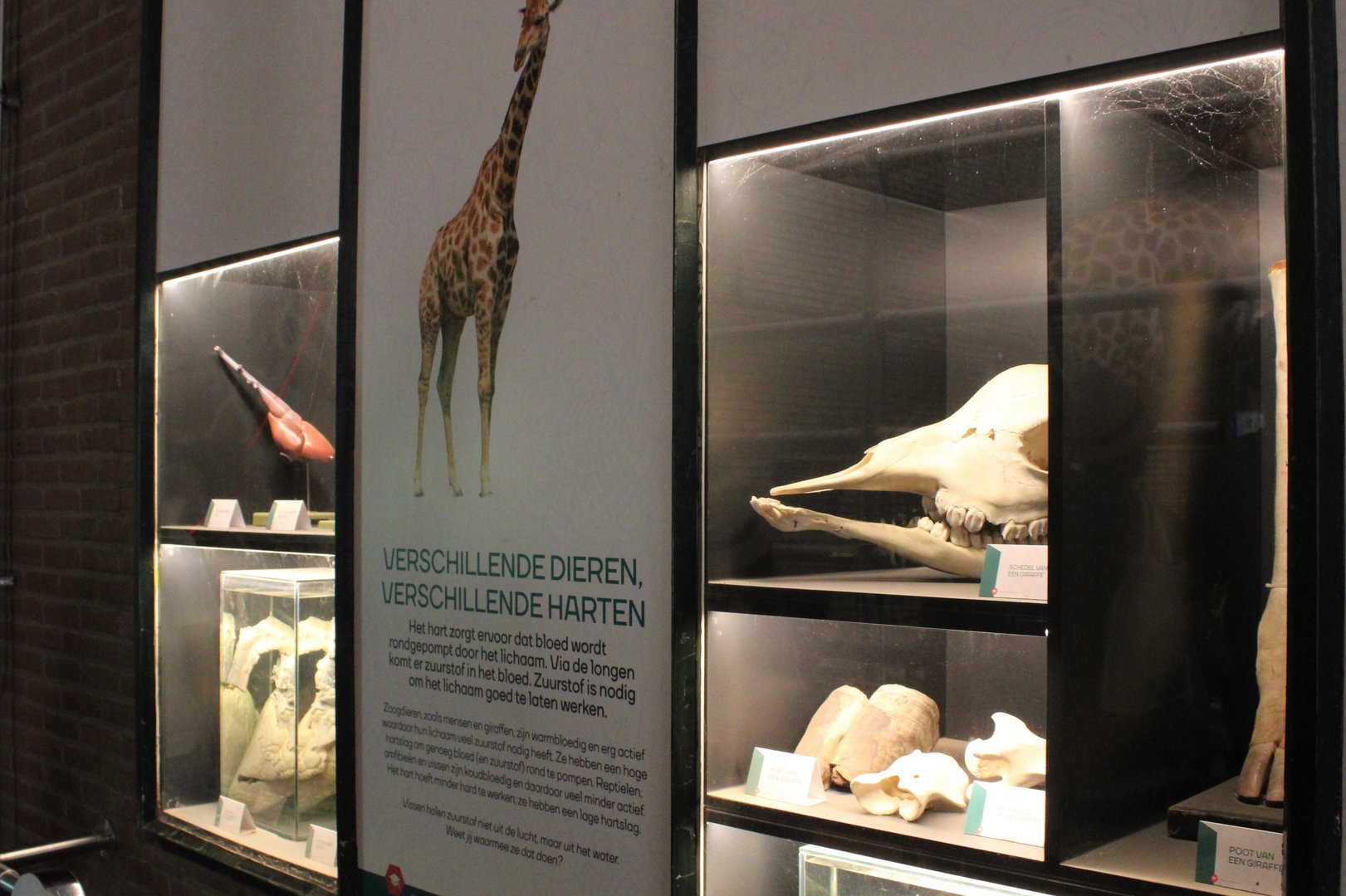 Giraffe-info display