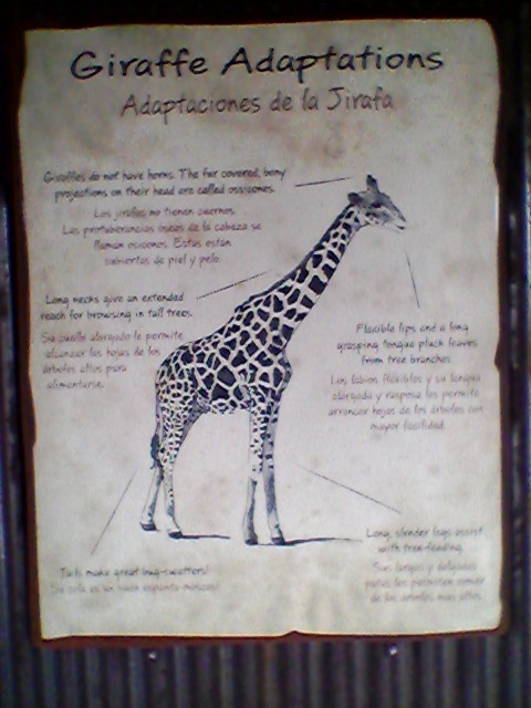 Giraffe interpretive sign