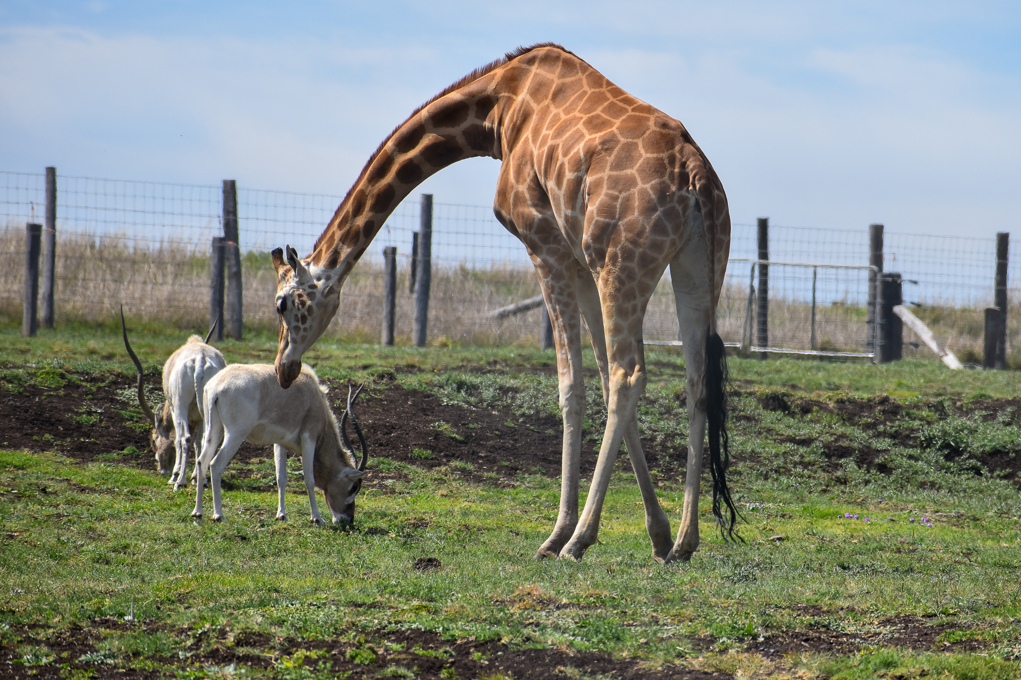 Giraffe investigating Addax