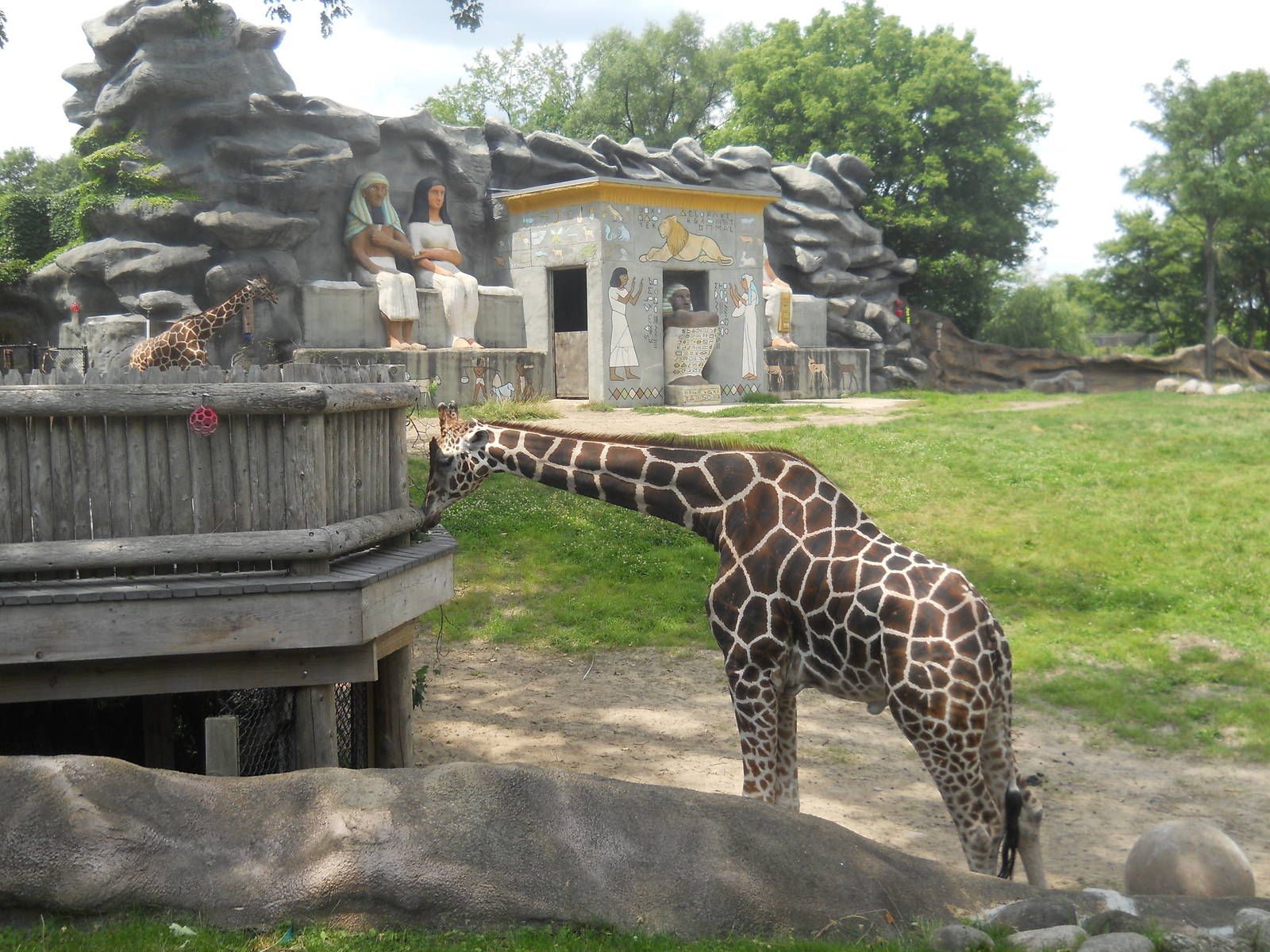 Giraffe just after public feeding