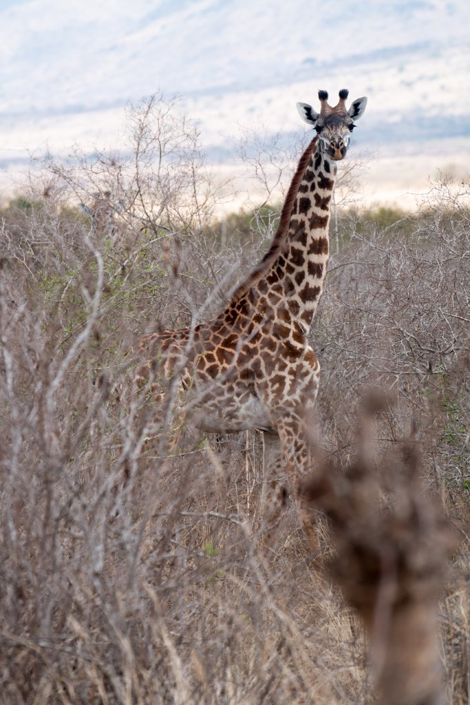 Giraffe juvenile