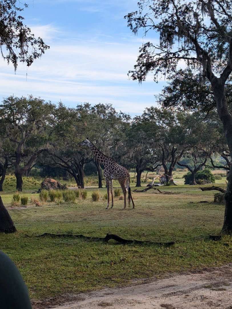 Giraffe - Kilimanjaro Safari
