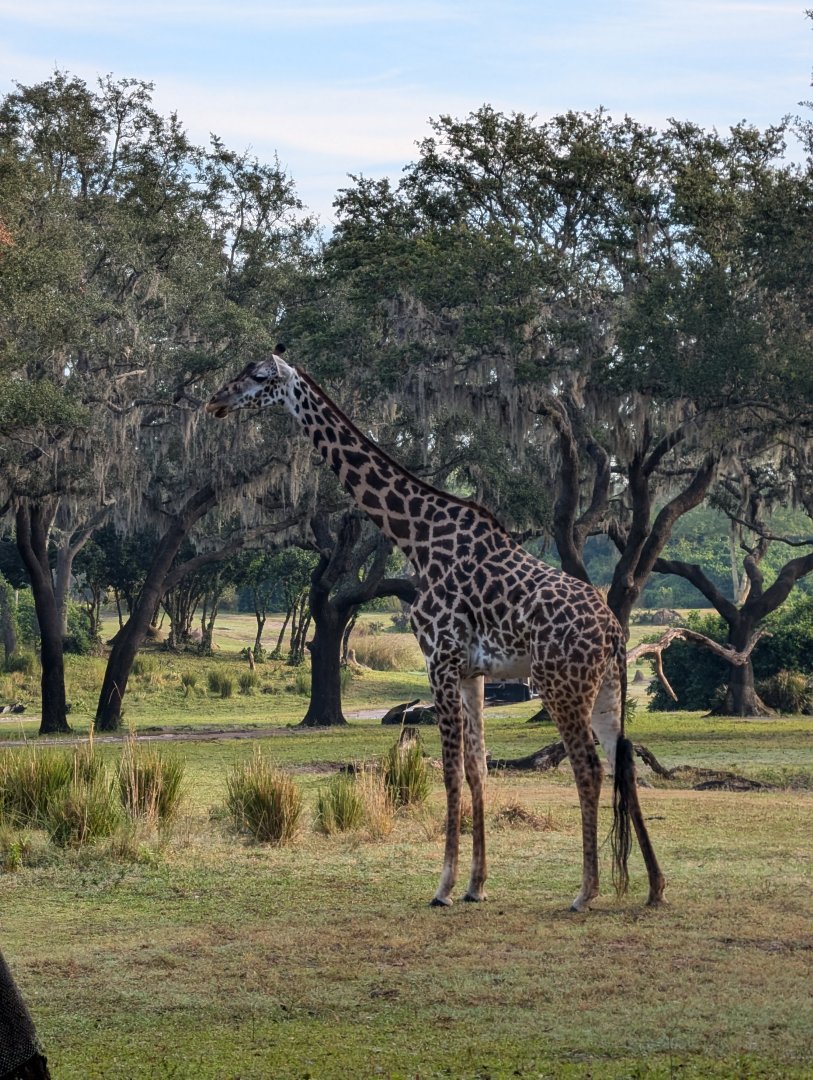Giraffe - Kilimanjaro Safari