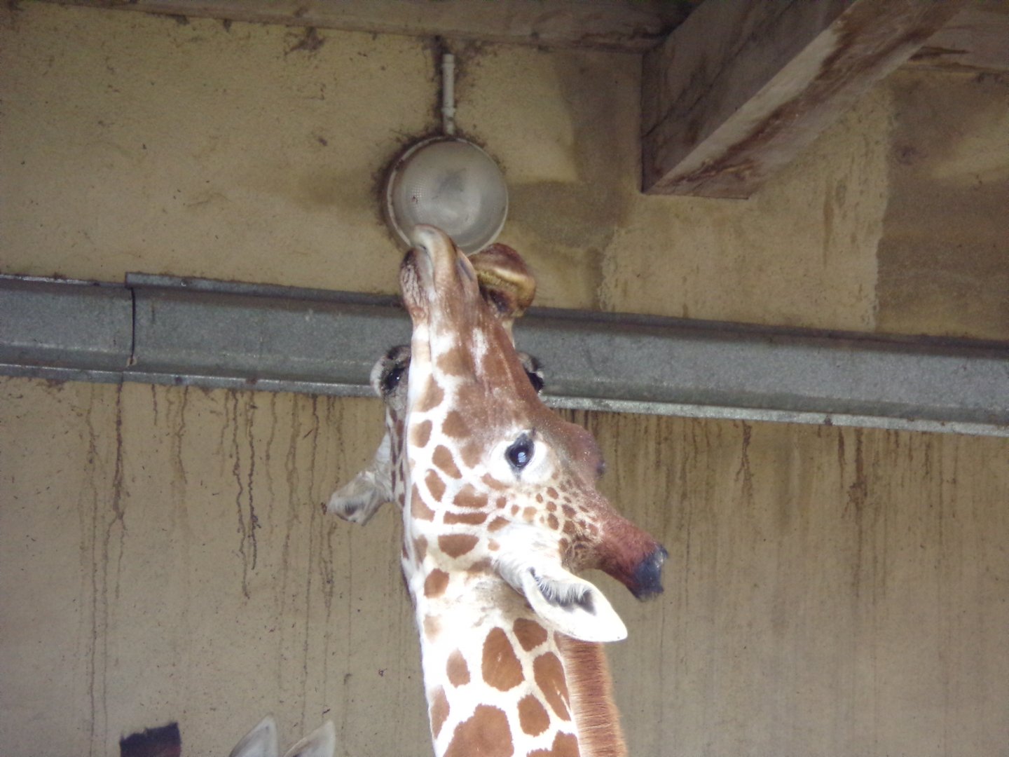 Giraffe kisses - Réserve Africaine de Sigean (2024)