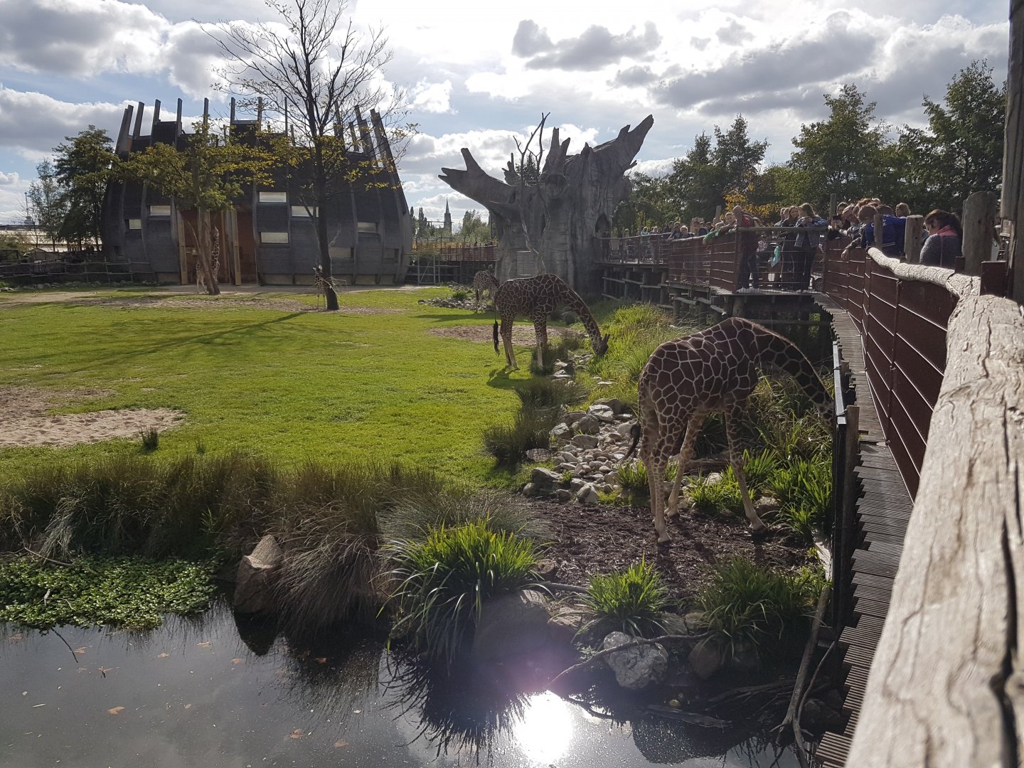 Giraffe - Kudu enclosure with stable ( on the left ) and fake-tree ( in the middle )