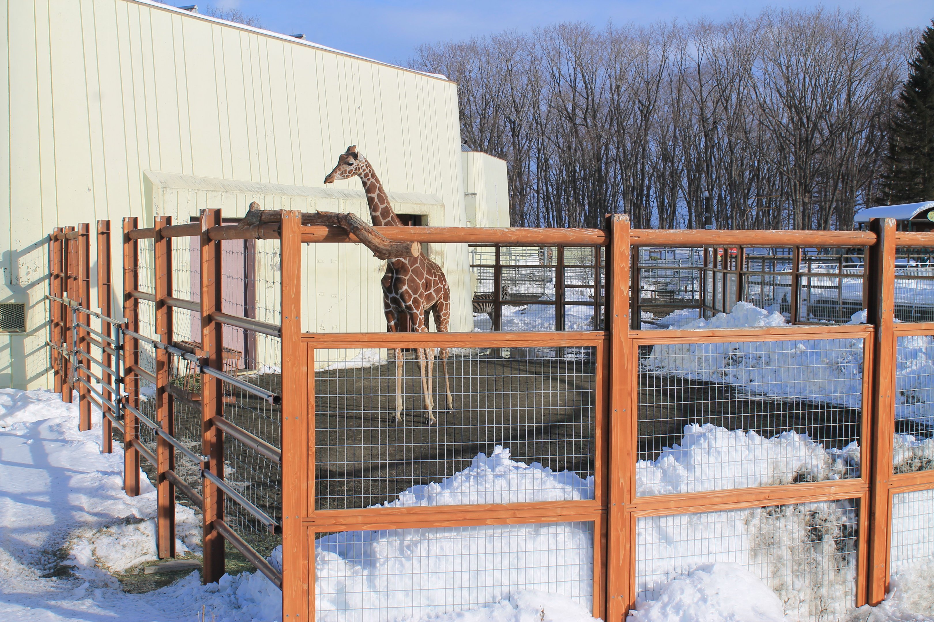 Giraffe, Kushiro Zoo