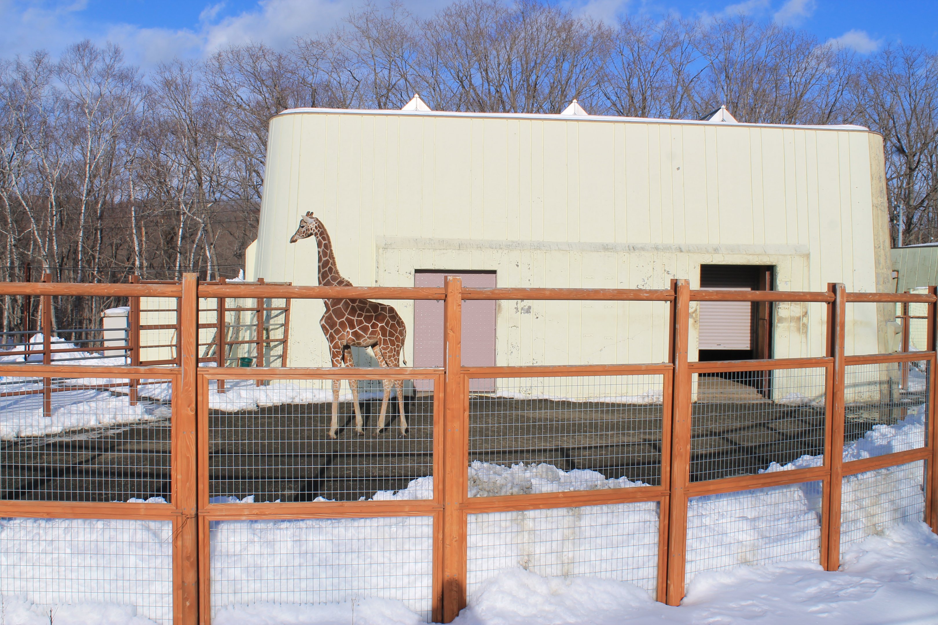 Giraffe, Kushiro Zoo
