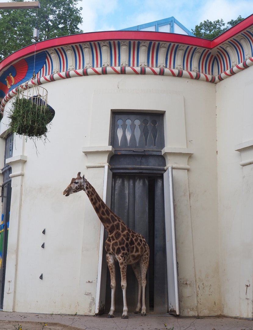 Giraffe leaving the Egyptian temple, 2022-05-26