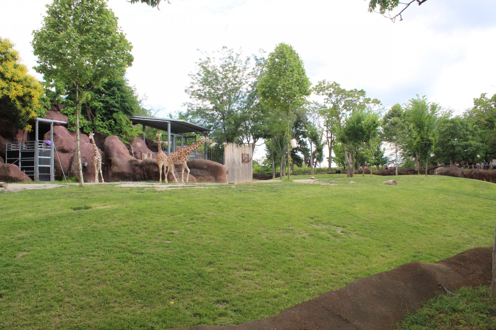 Giraffe, Lesser Kudu, Gerenuk & Ostrich Exhibit - Red Rocks