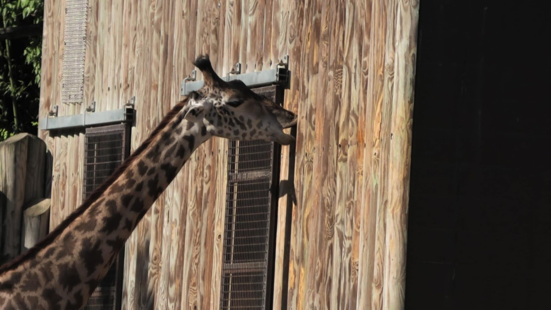 Giraffe licking a wall for salt