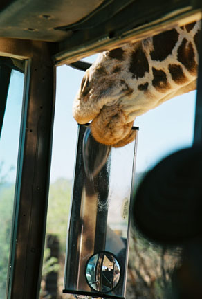 giraffe licking bus mirror