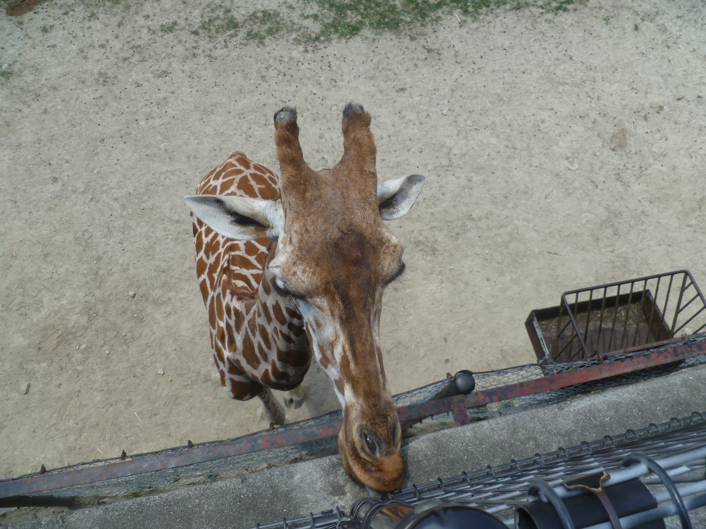 Giraffe licking the feeding platform