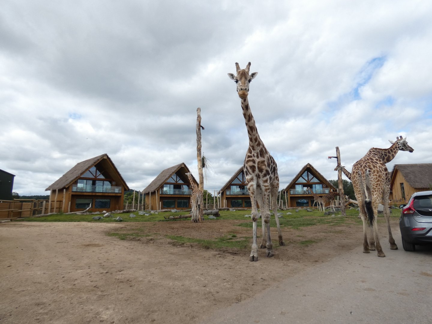 Giraffe lodges