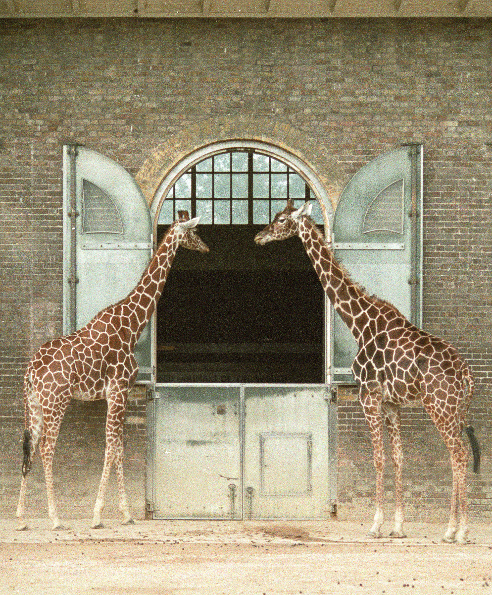 Giraffe : London : 1983