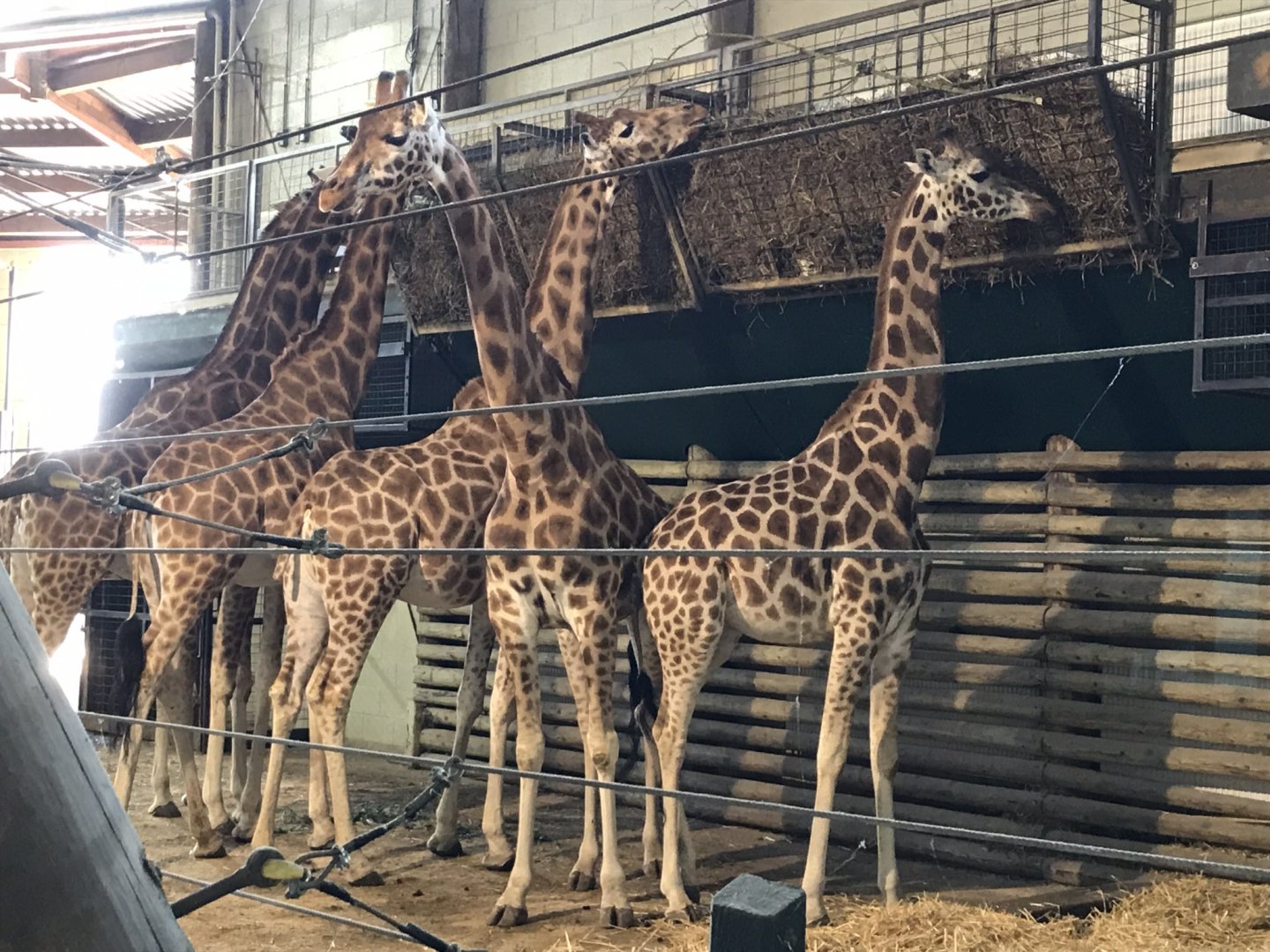 Giraffe Lookout - Rothschild’s giraffes 110519