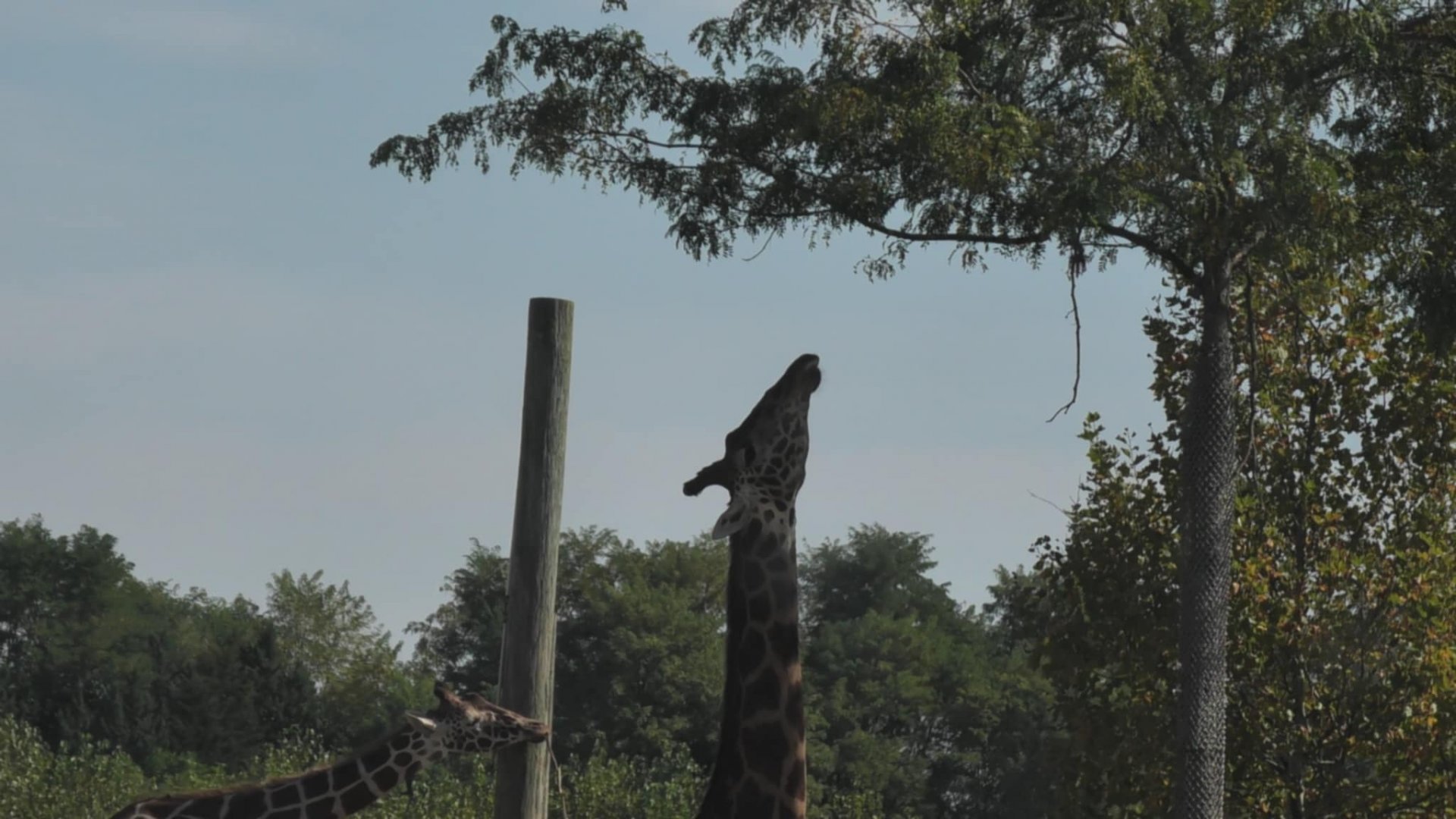 Giraffe looks up in a tree for leaves to eat