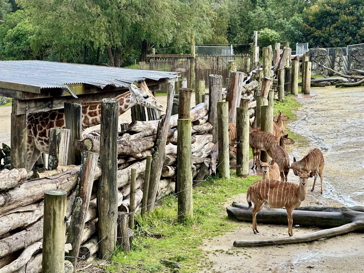 Giraffe/Lowland Nyala