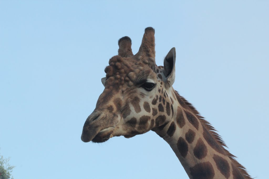 Giraffe male