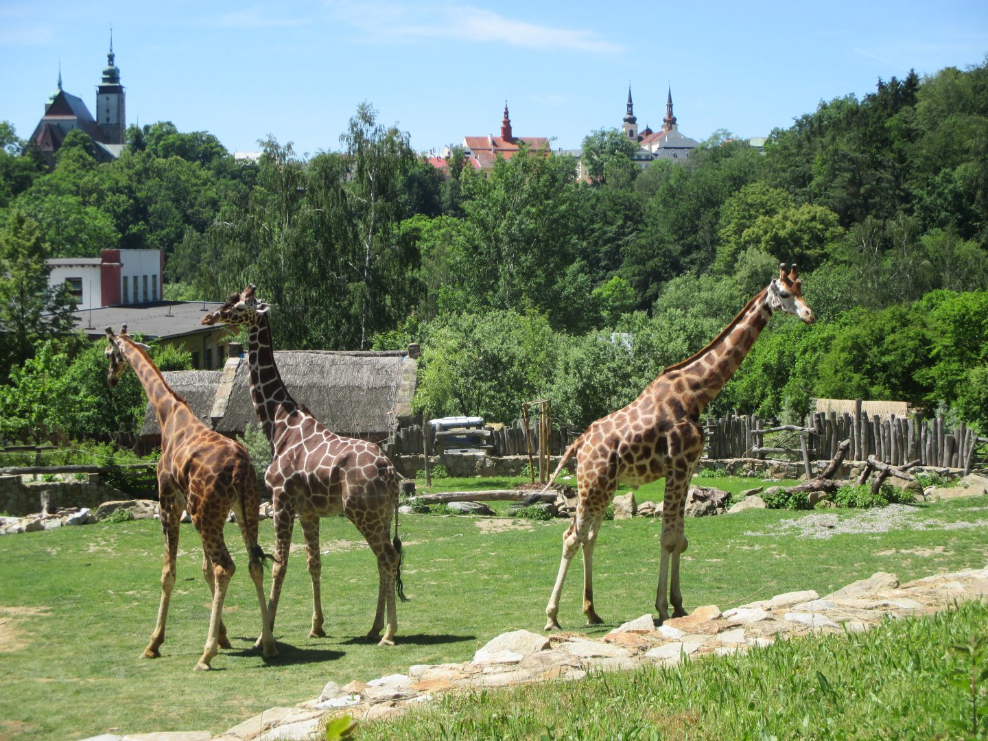 Giraffe males- two Rothschild's and one reticulated