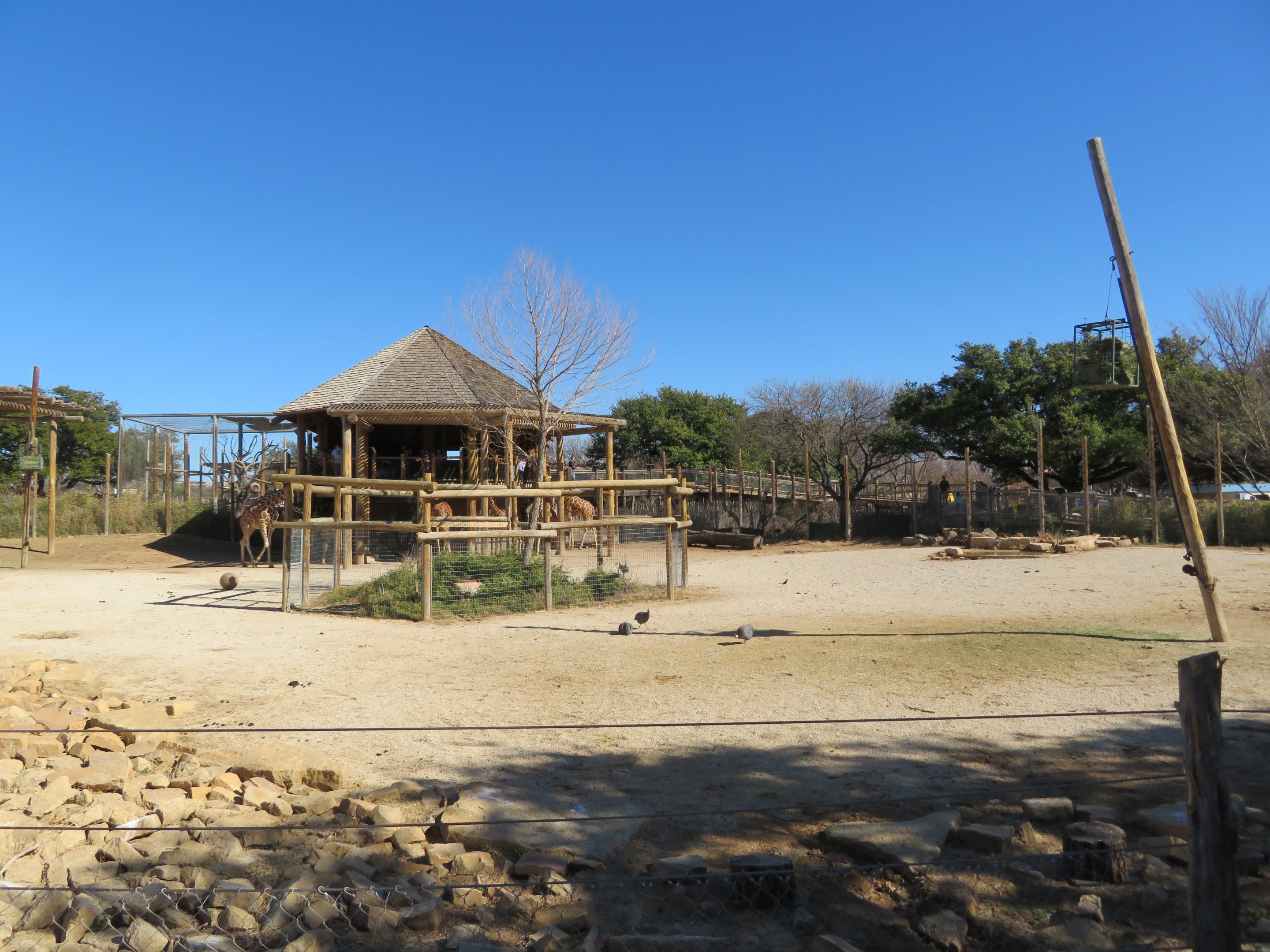Giraffe/Marabou Stork/Guineafowl Yard