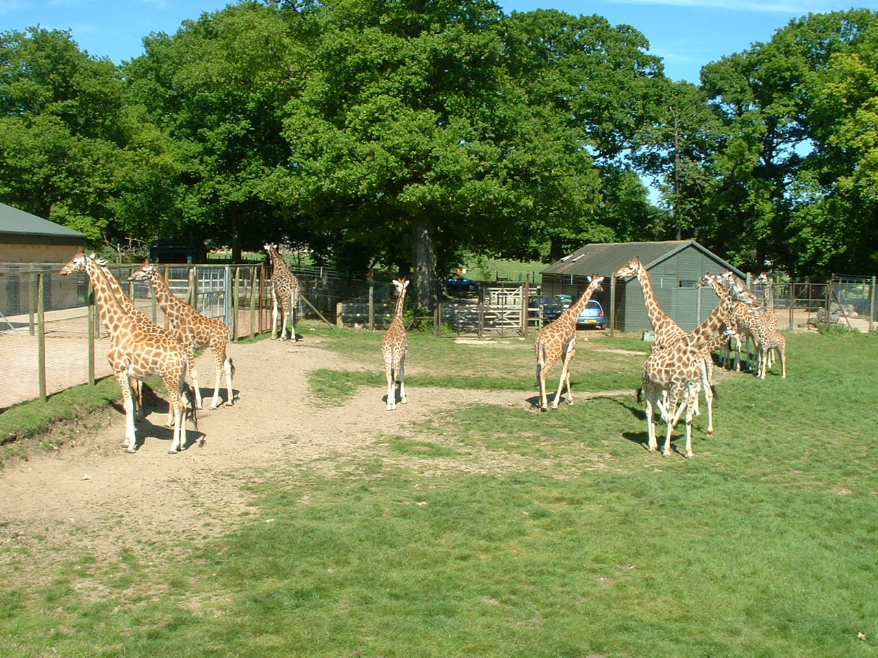 Giraffe - Marwell 2006