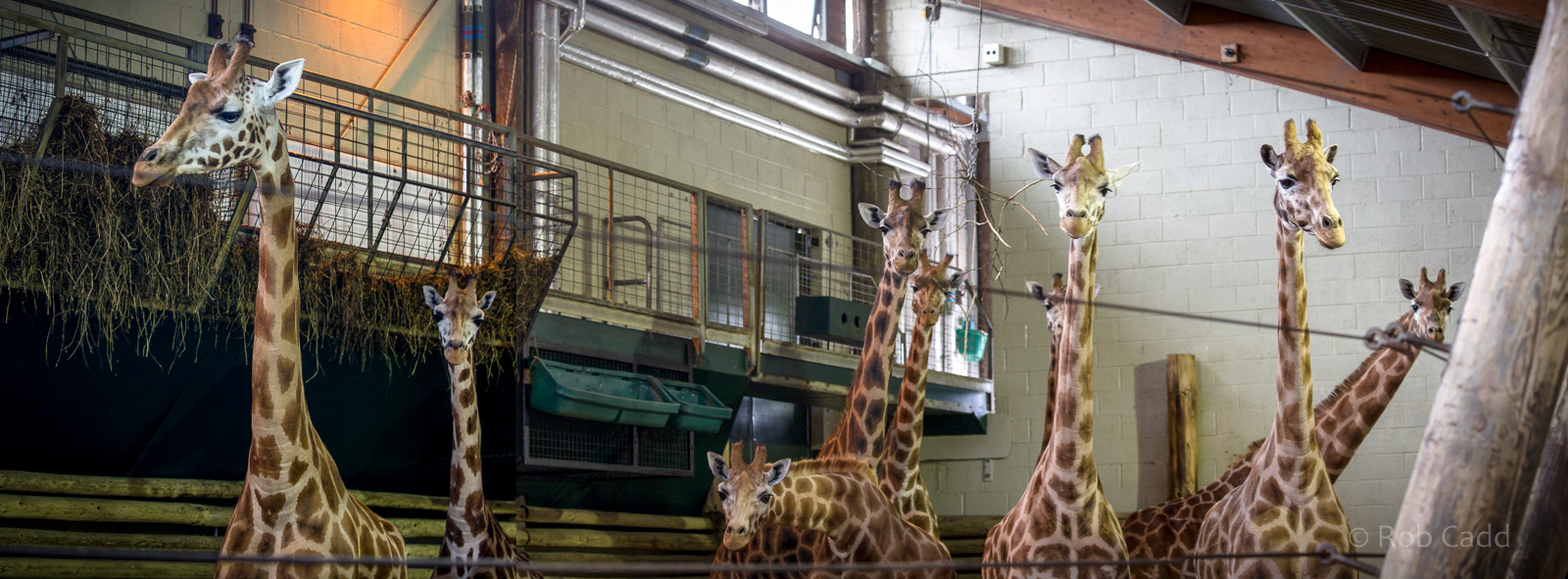 Giraffe : Marwell : 29 Jul 2016