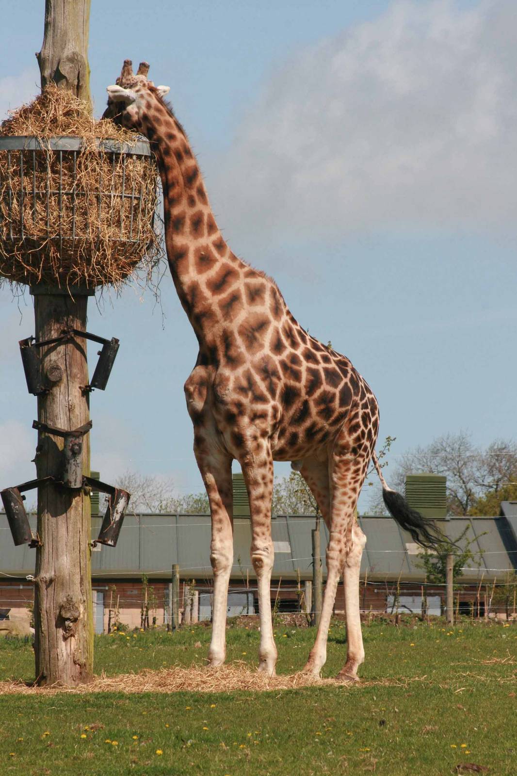 Giraffe, Marwell Wildlife