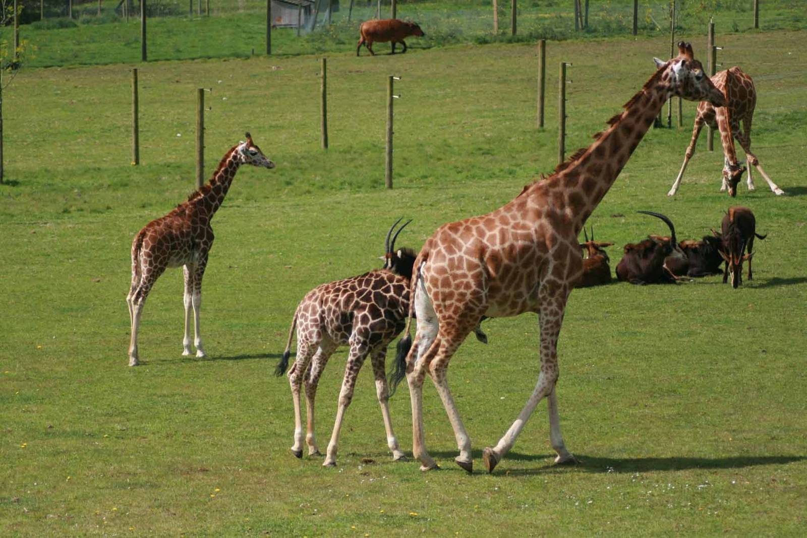 Giraffe, Marwell Wildlife