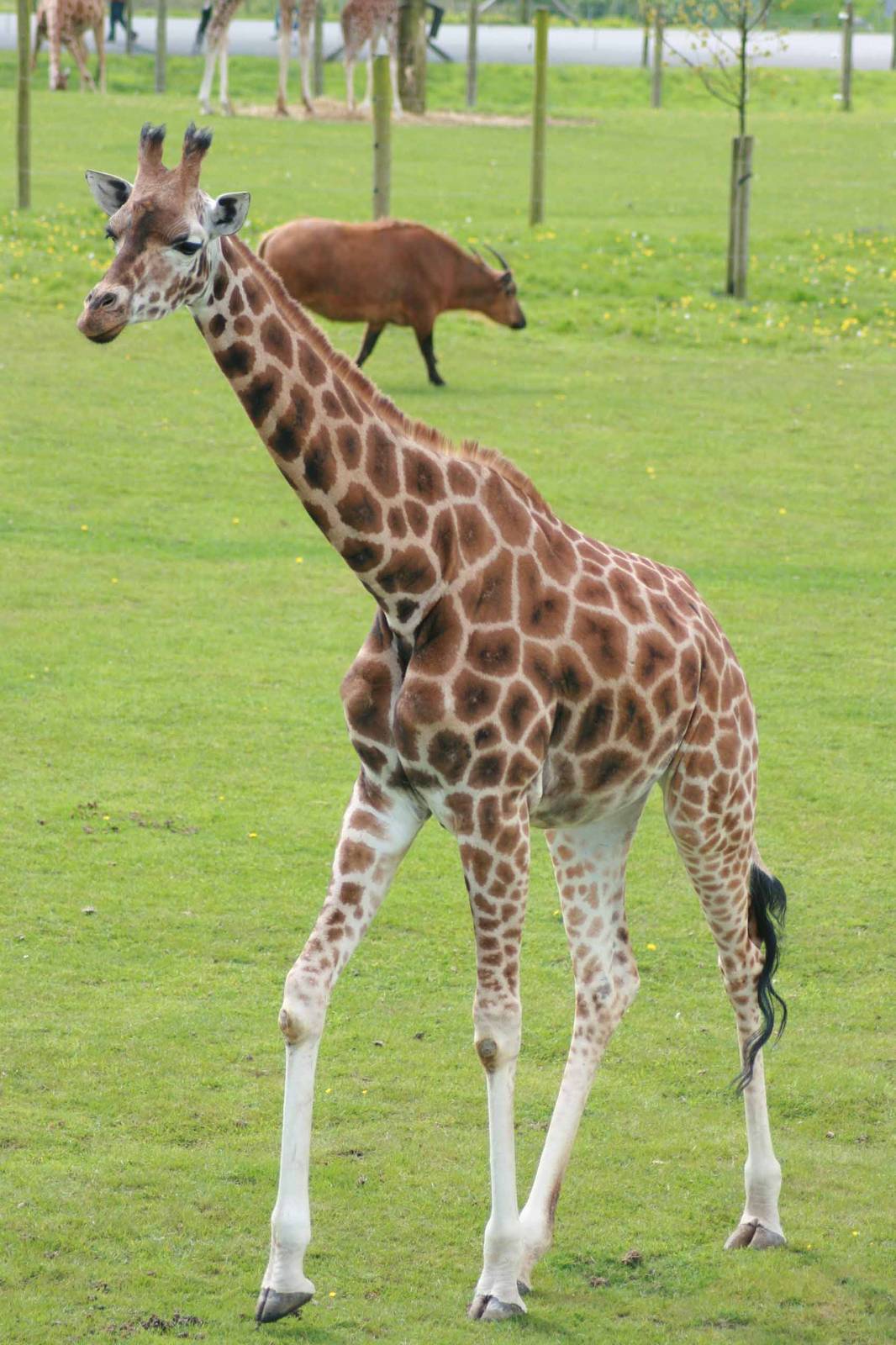 Giraffe, Marwell Wildlife