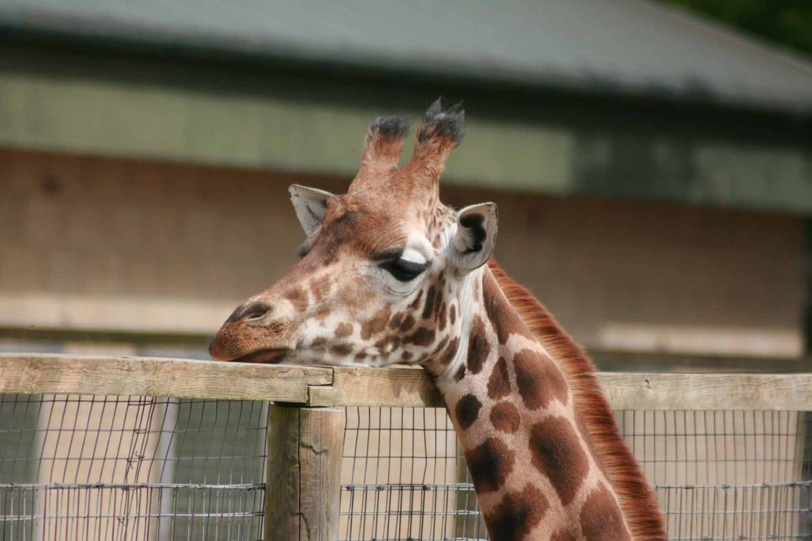 Giraffe, Marwell Wildlife