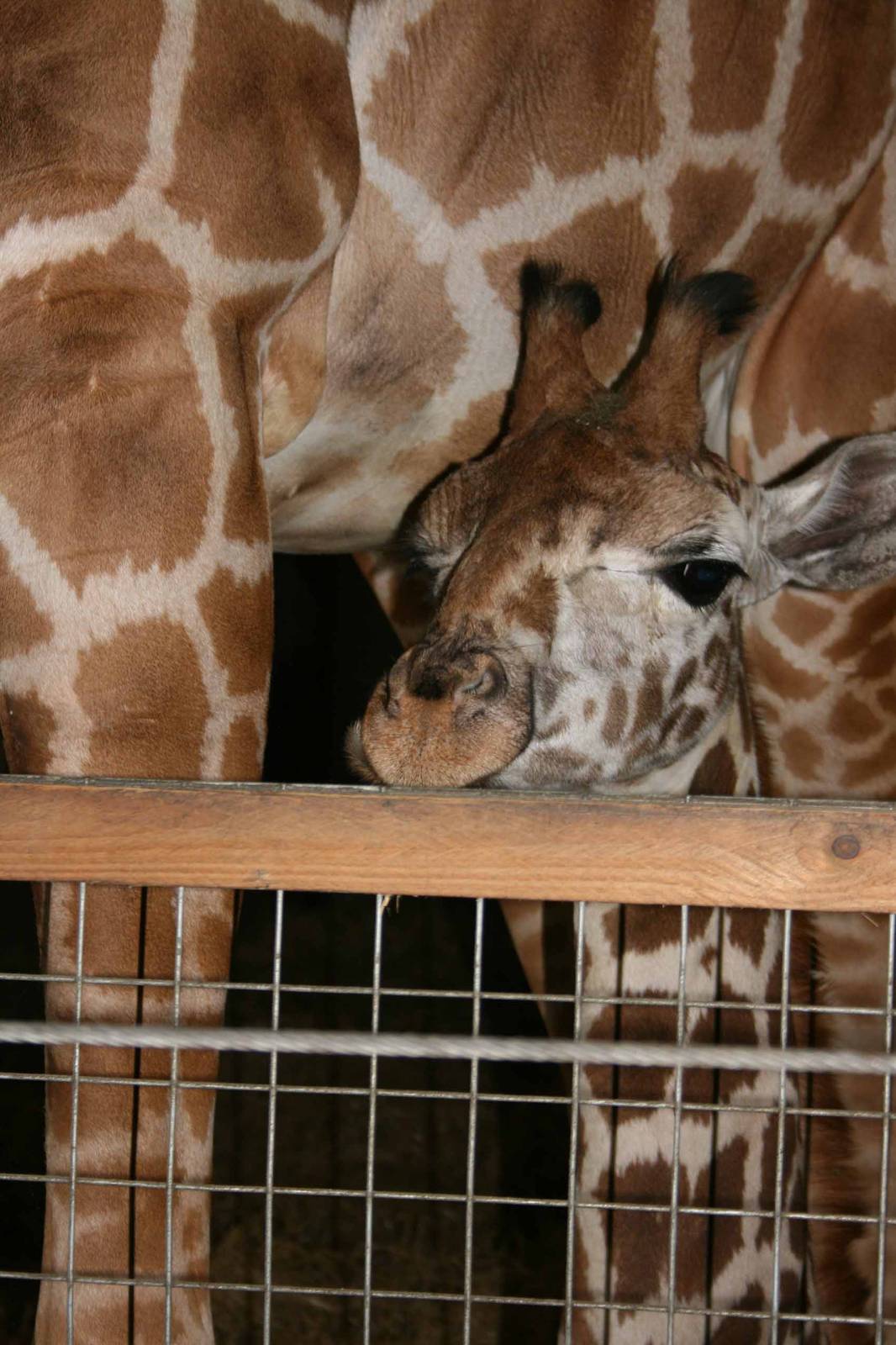 Giraffe, Marwell Wildlife