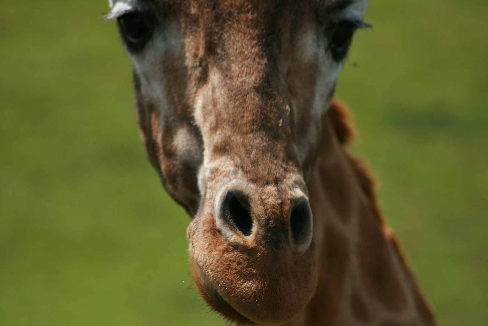 Giraffe, Marwell Wildlife