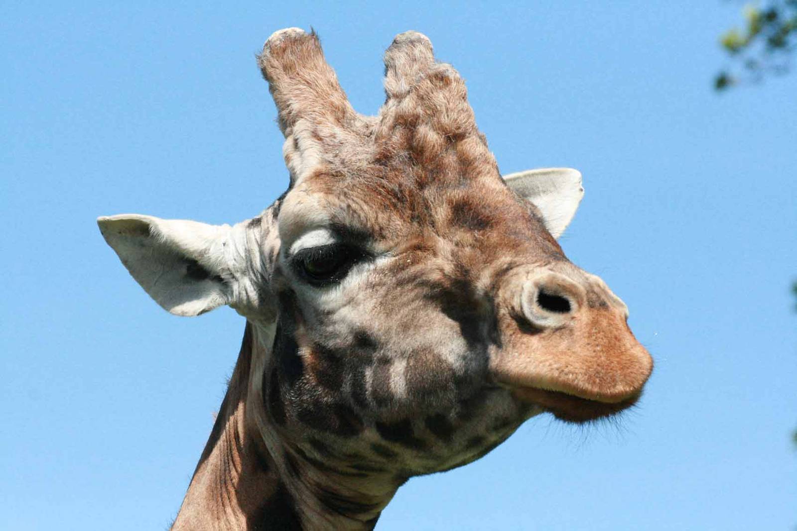 Giraffe, Marwell Wildlife