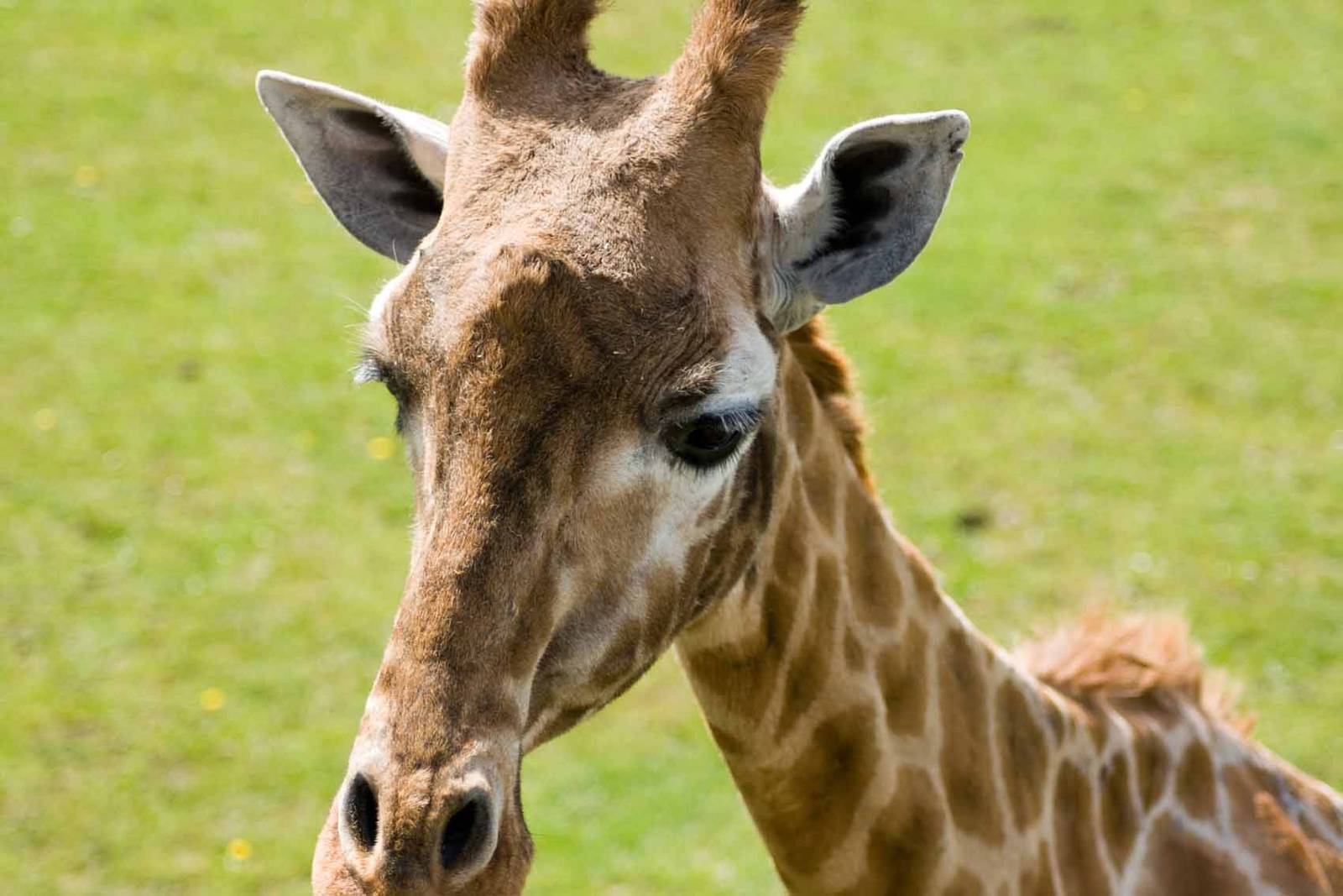 Giraffe, Marwell Wildlife