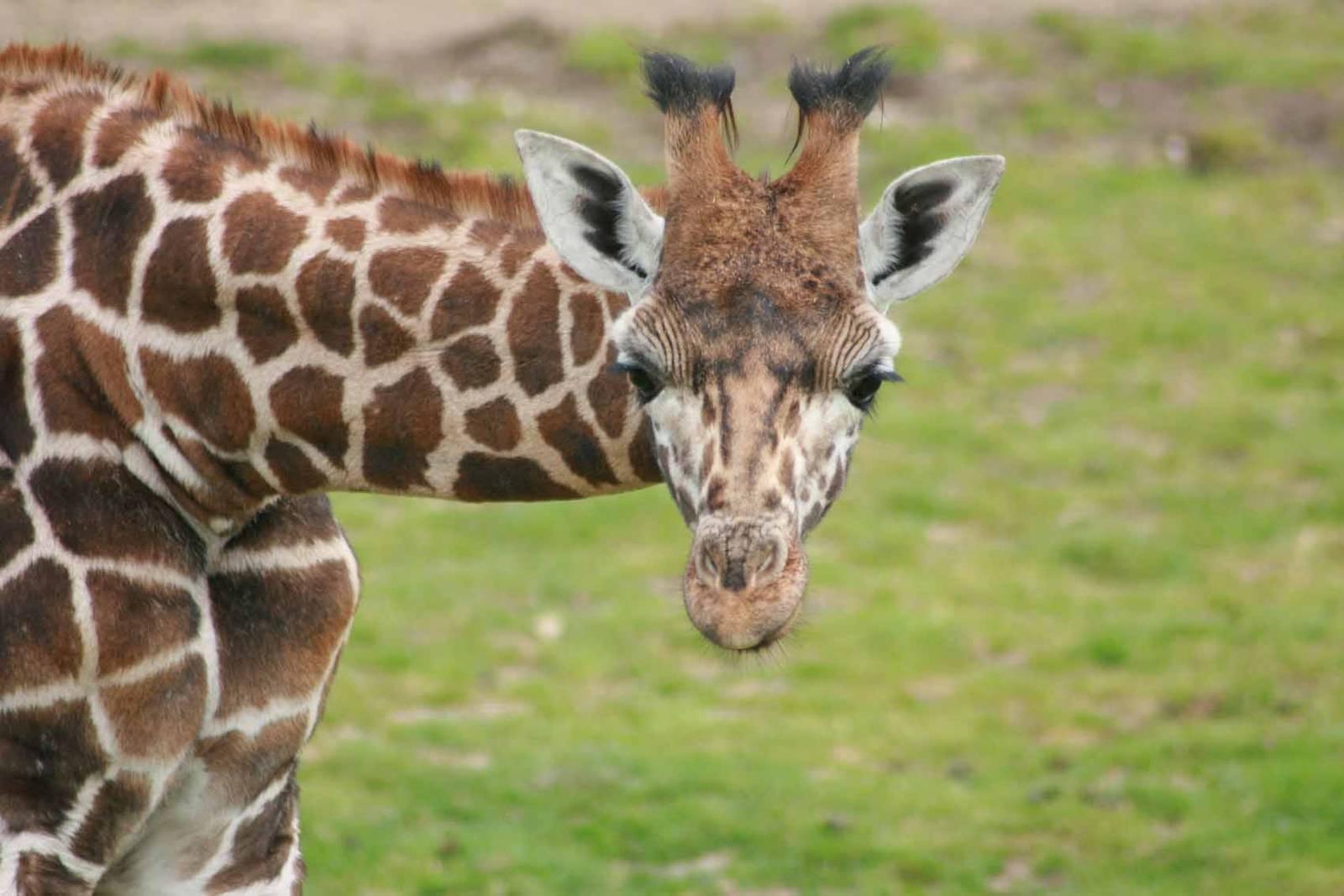 Giraffe, Marwell Wildlife