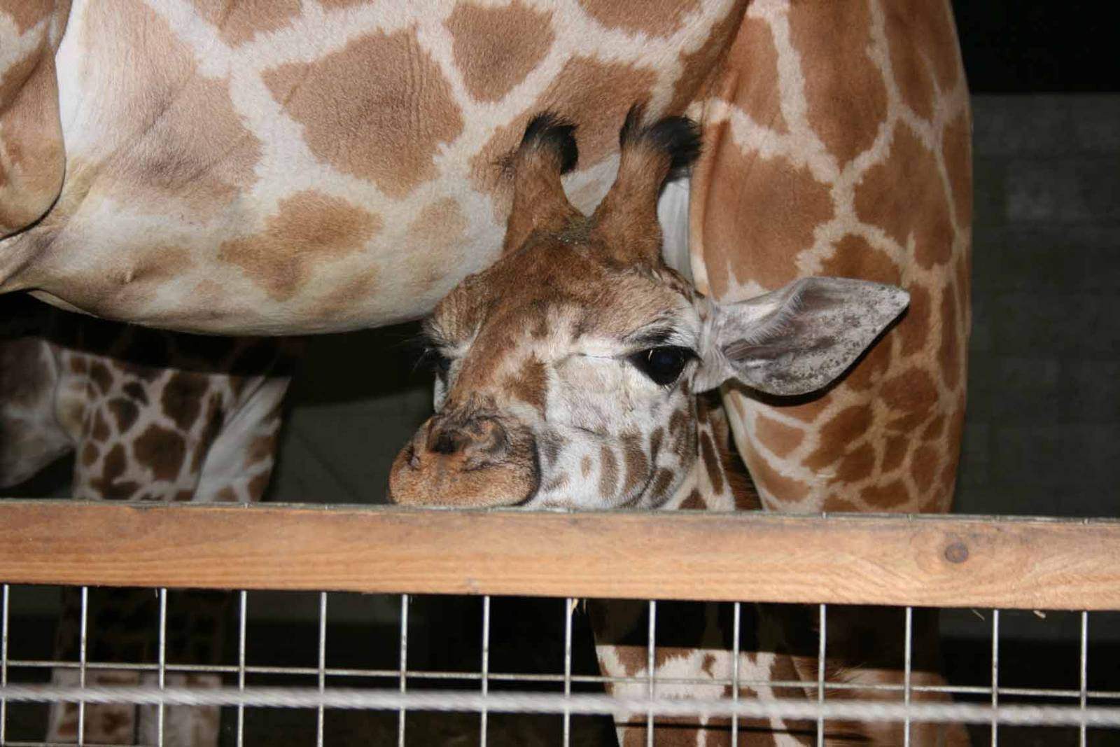Giraffe, Marwell Wildlife