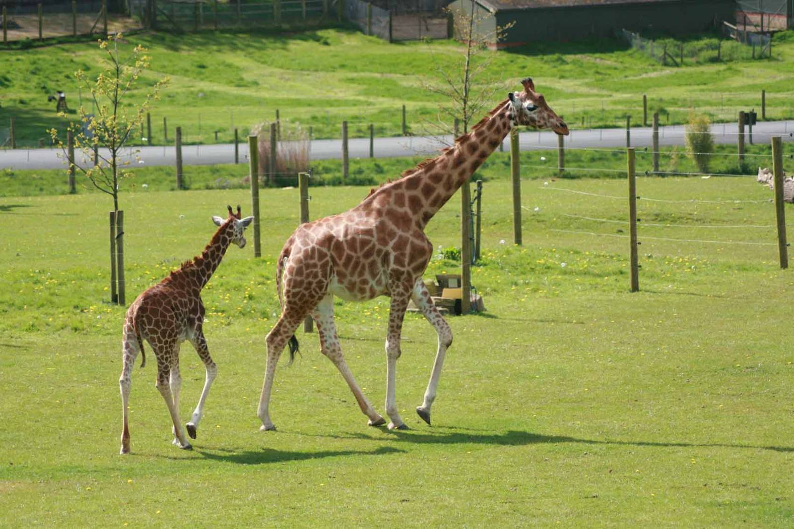 Giraffe, Marwell Wildlife