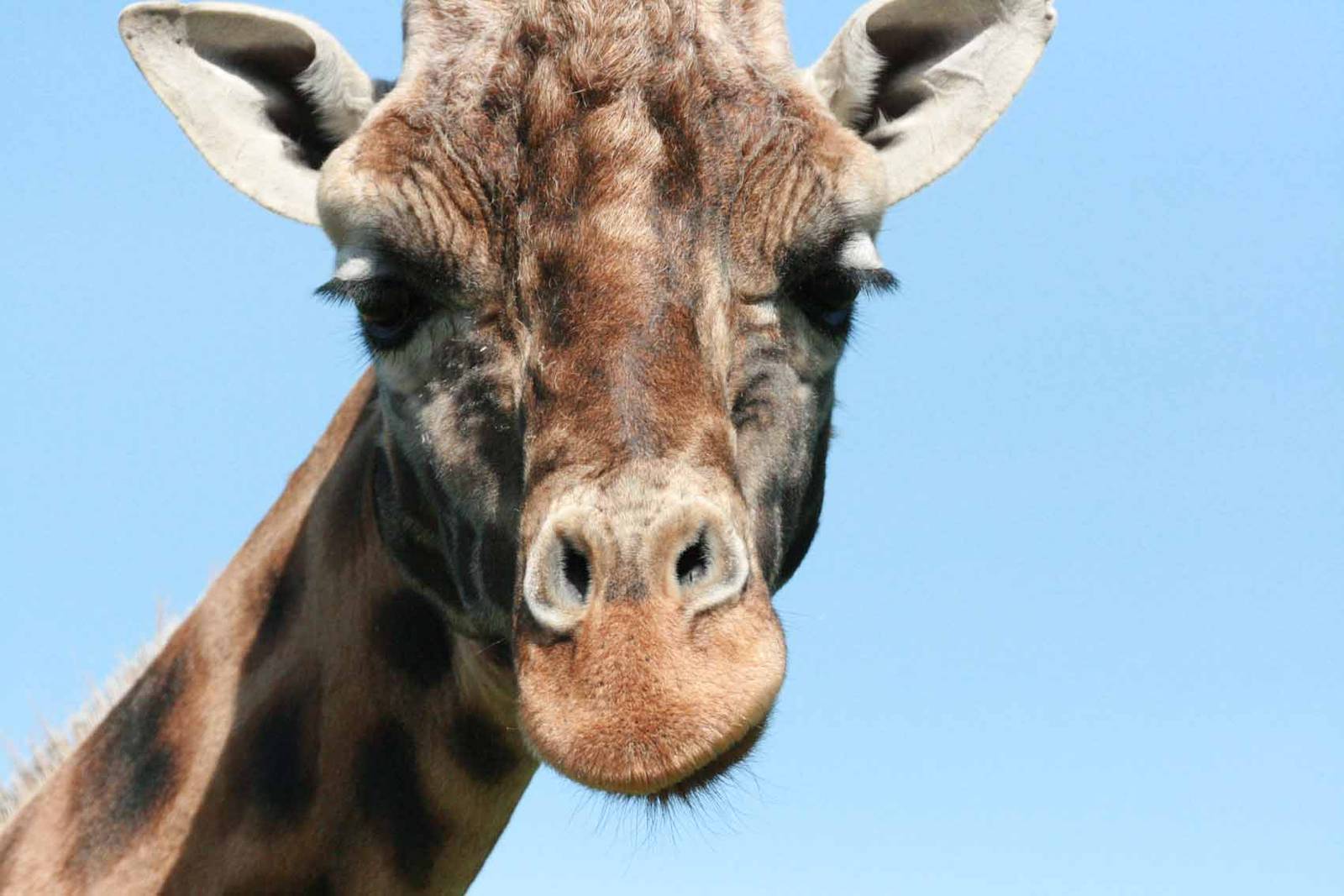 Giraffe, Marwell Wildlife