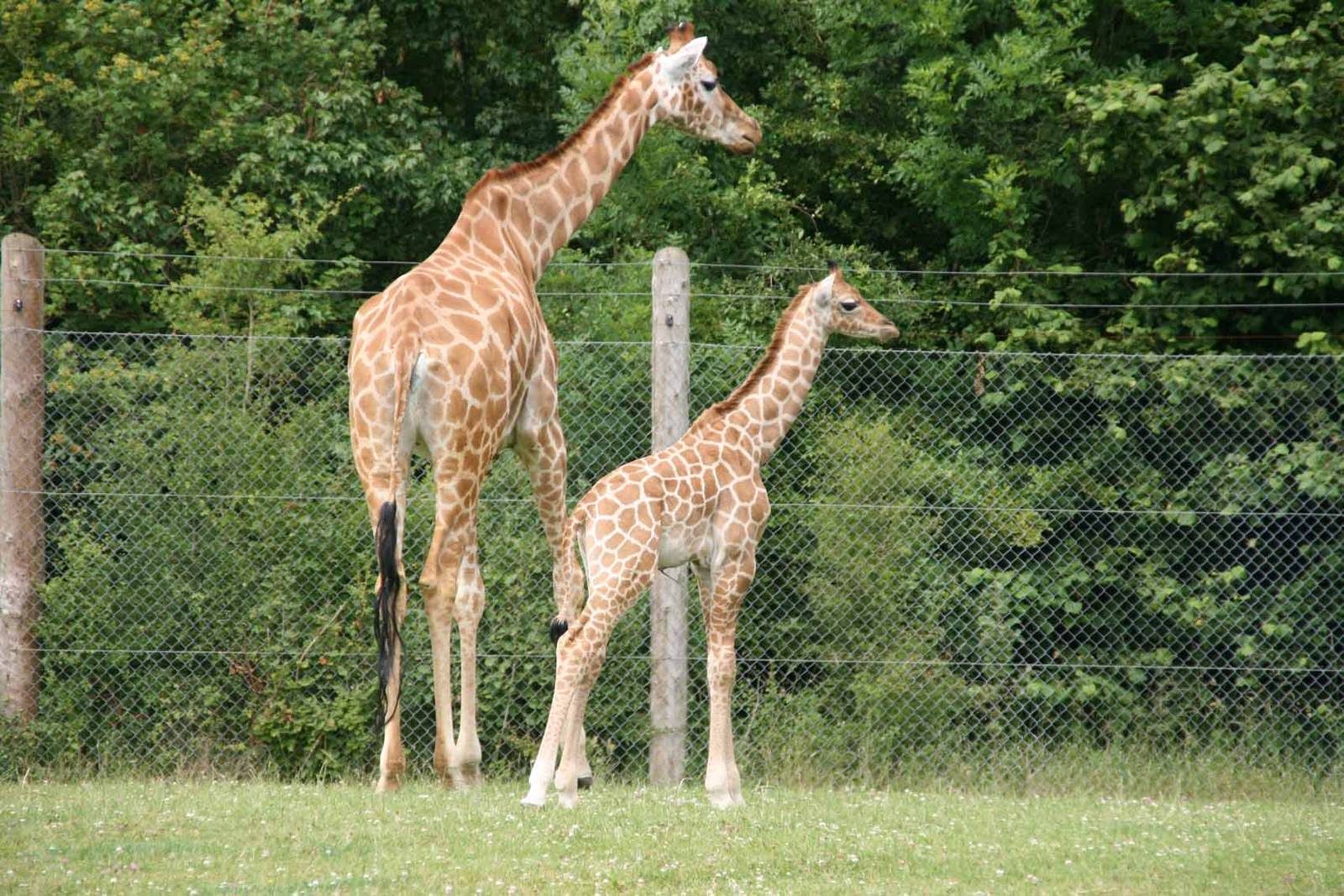 Giraffe, Marwell Wildlife