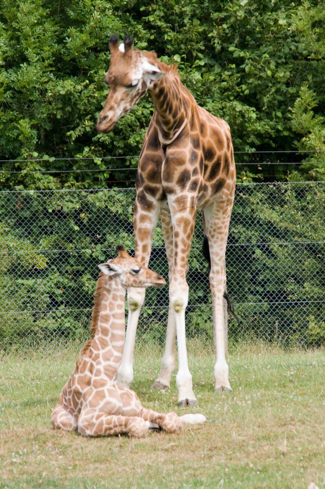 Giraffe, Marwell Wildlife