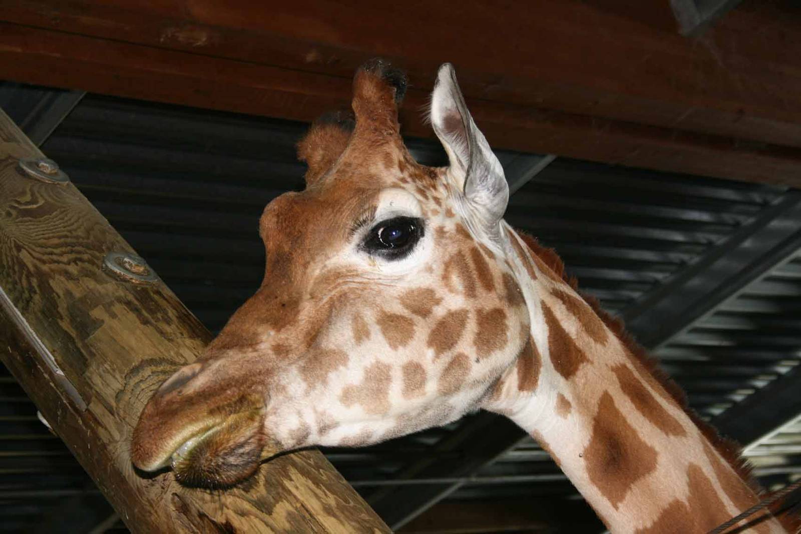 Giraffe, Marwell Wildlife
