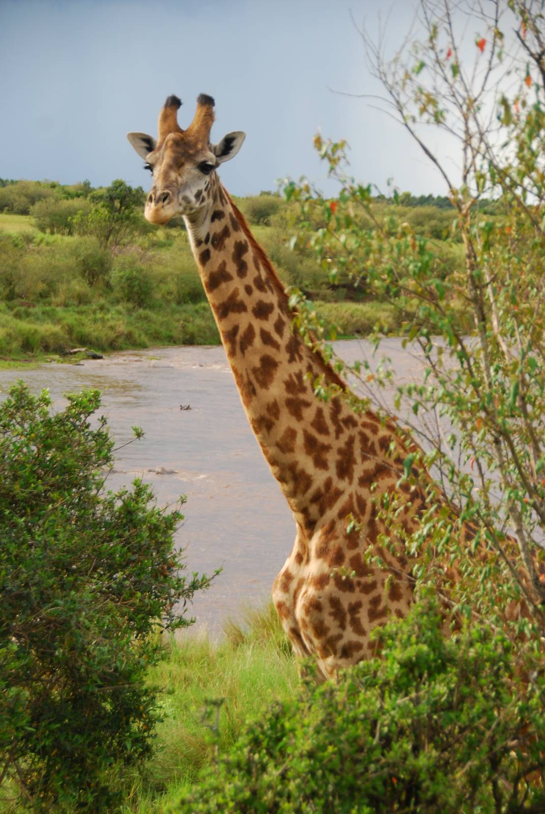 Giraffe - Masai Mara NR