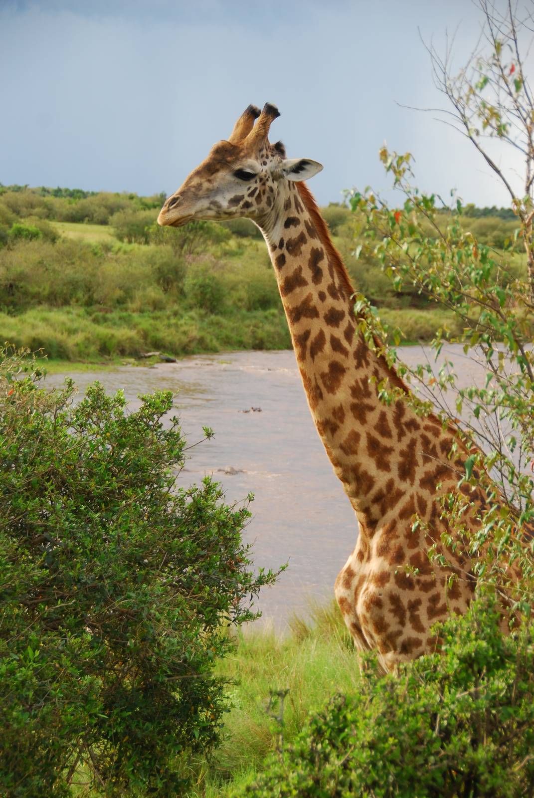 Giraffe - Masai Mara NR