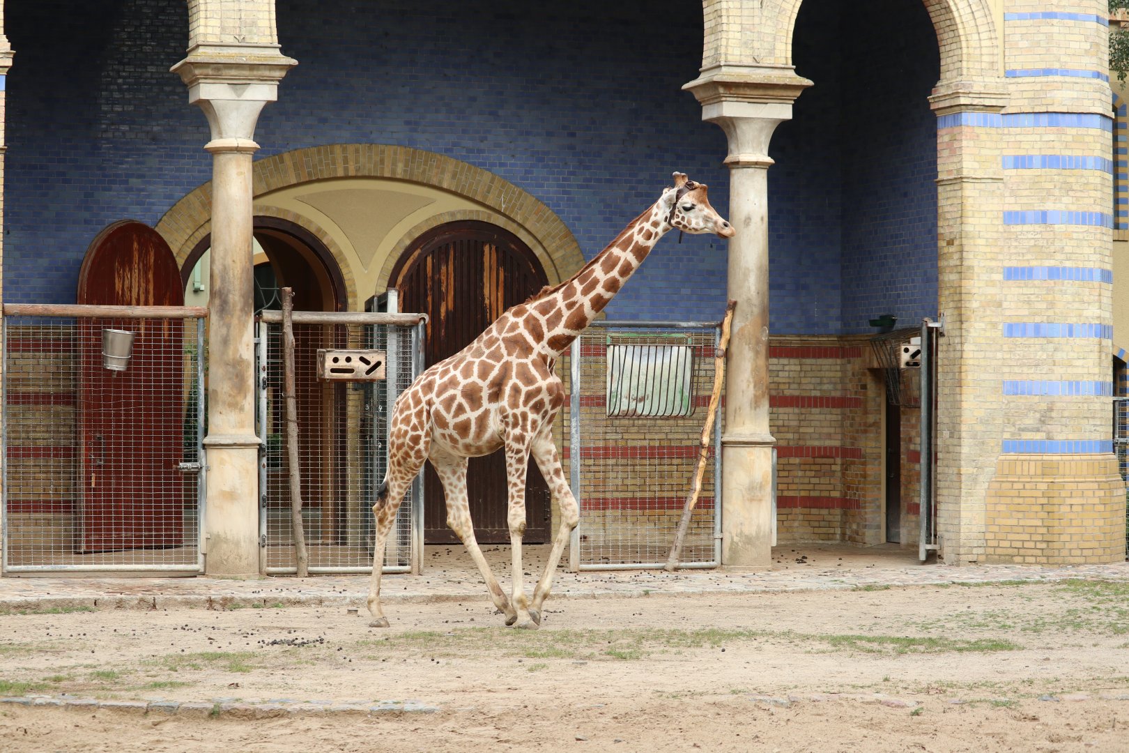 Giraffe Max with a transmitter