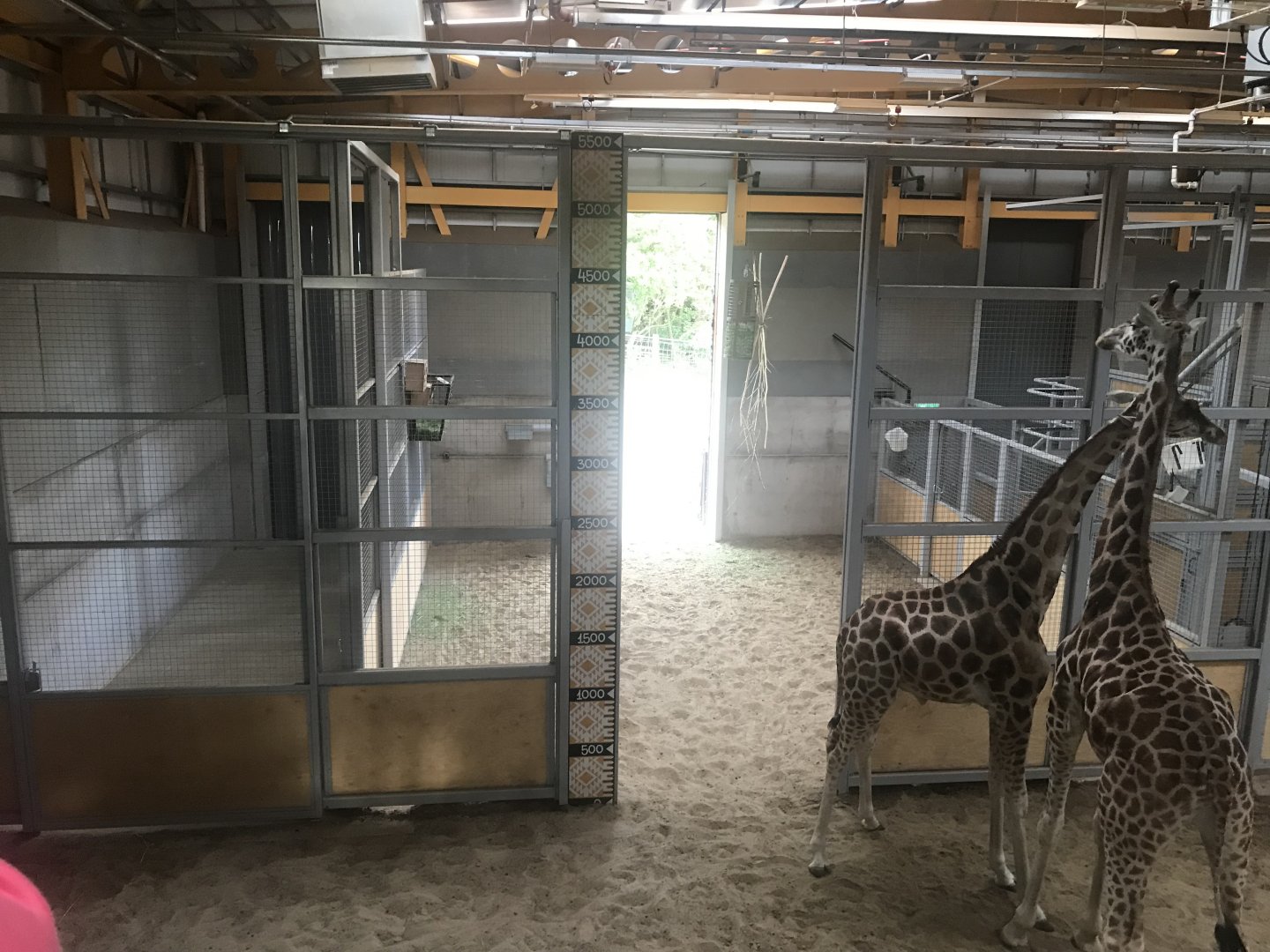 Giraffe measuring chart