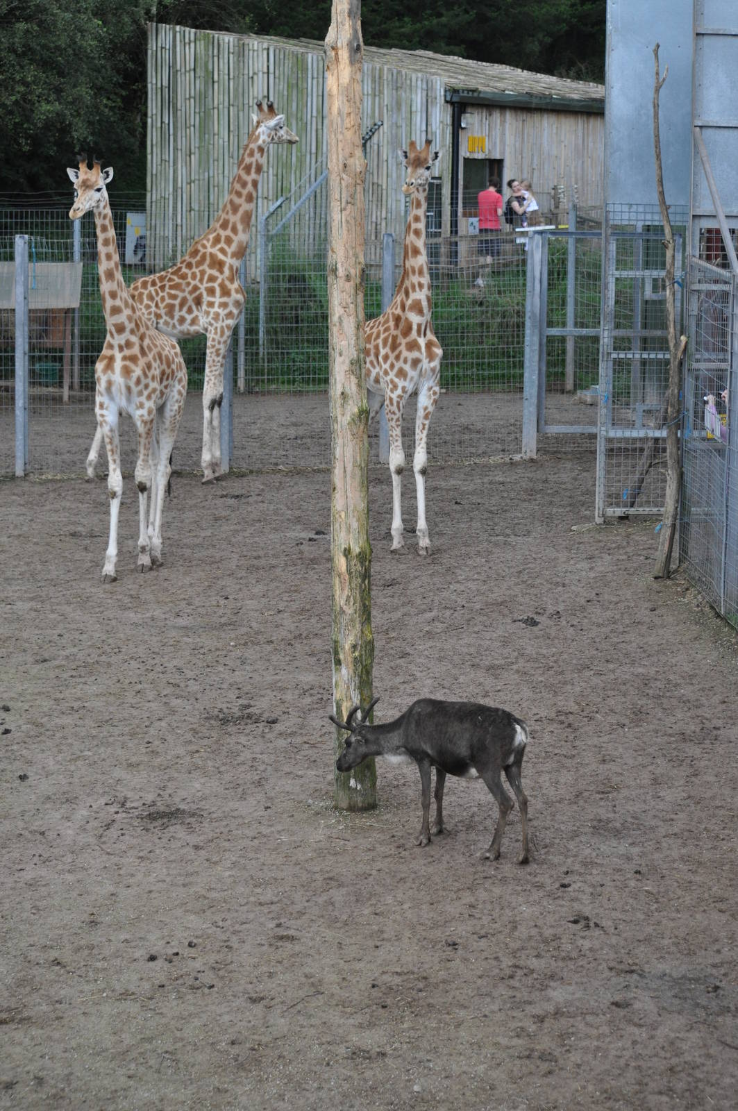 Giraffe Mixed With Reindeer!