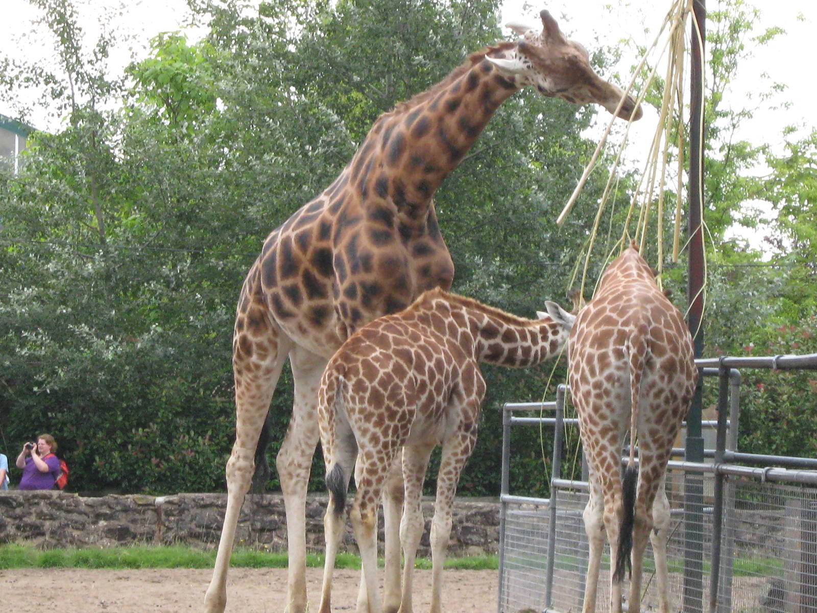 Giraffe Molly,Margaret and Aoife? 3.8.09