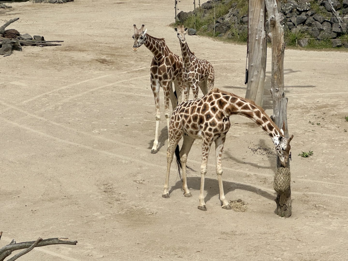 Giraffe (Mother and Daughters)